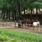Horses
