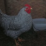 Barred Rock Rooster checking out his hens