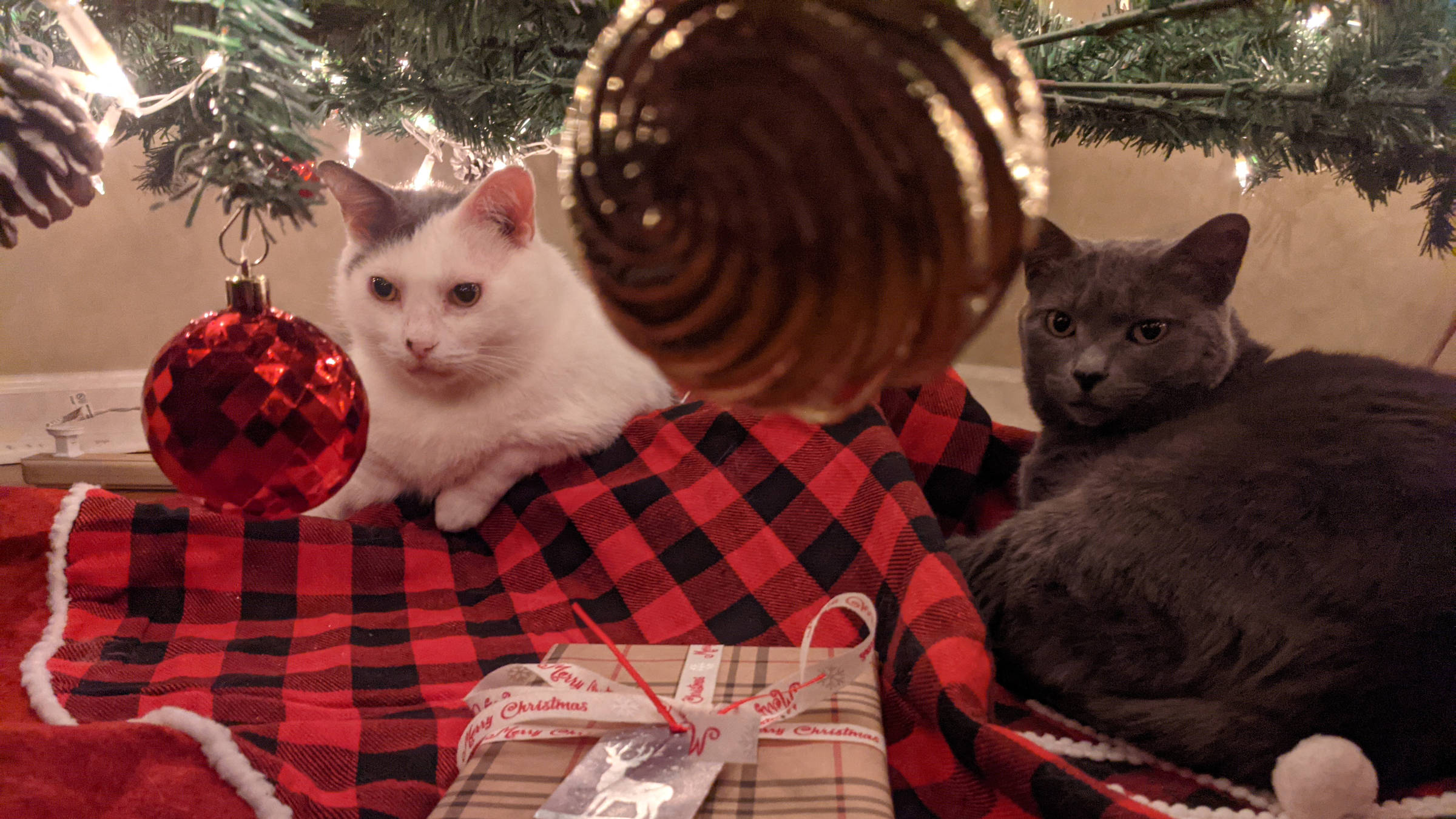 Two cats sitting beneath a Christmas tree.  One is black and white and the other is gray.