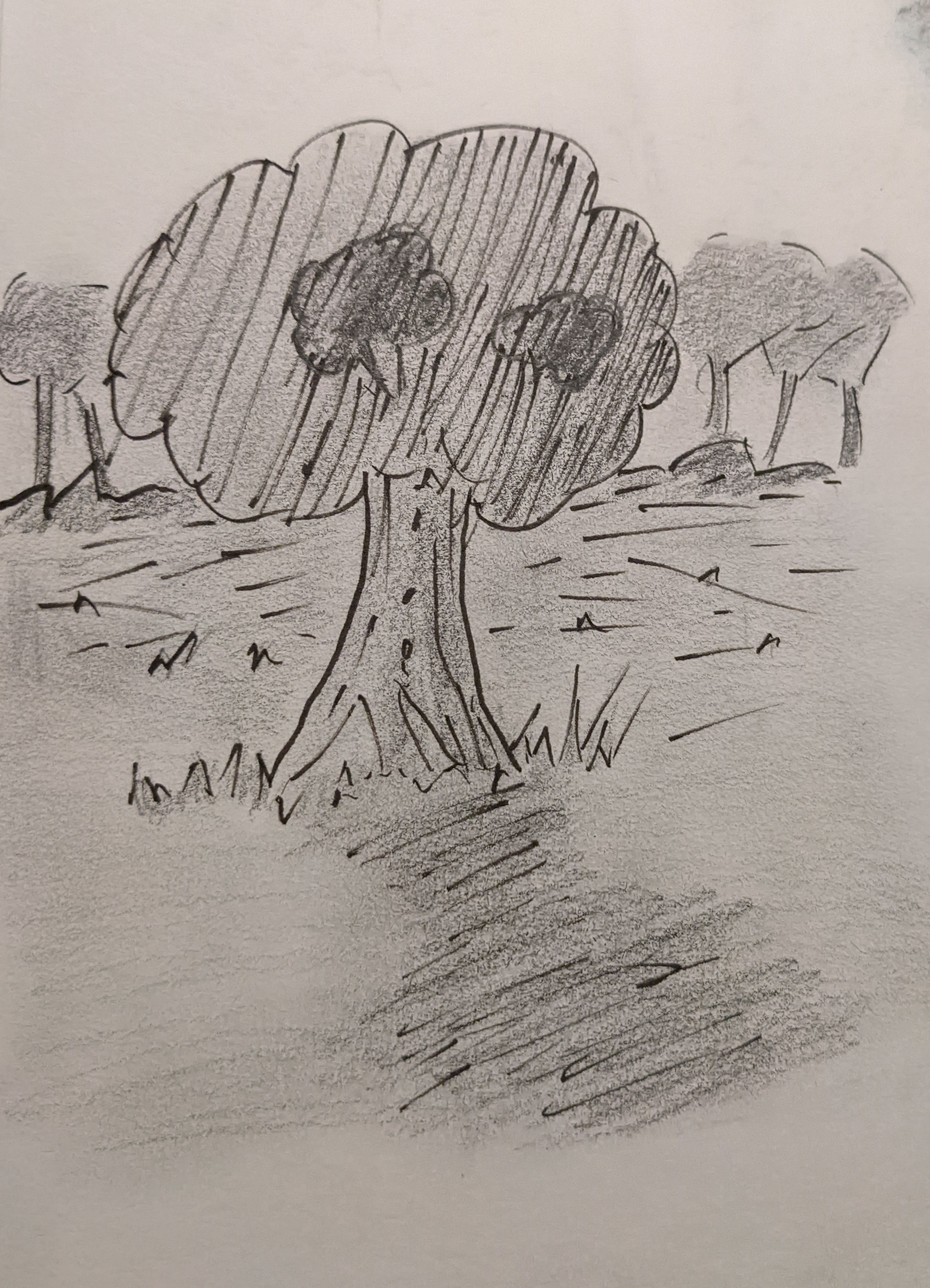 Scenery sketch of an open forest with a big tree and smaller ones in the distance.