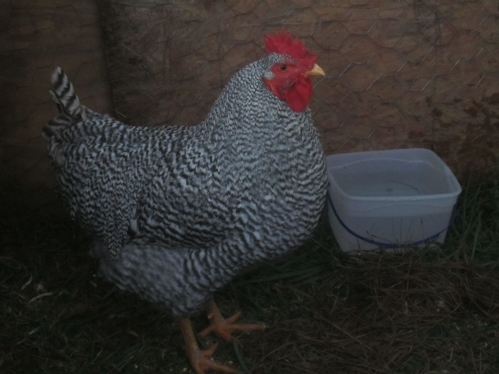 Barred Rock Rooster checking out his hens