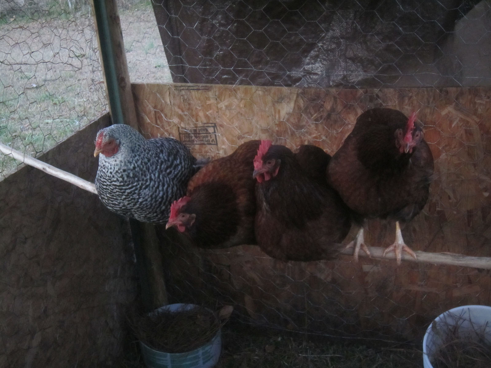 Four hens roosting