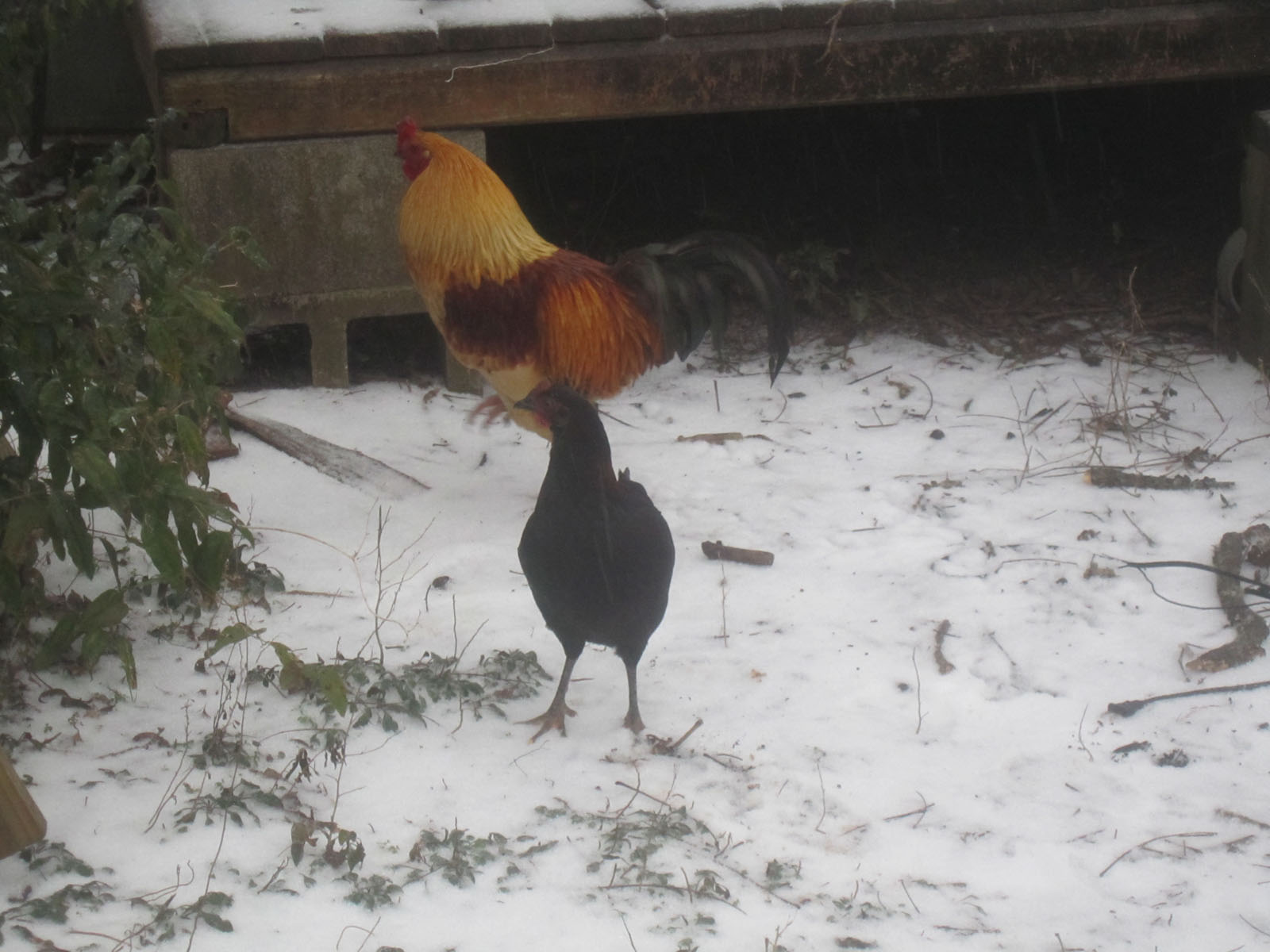 Speedy the Rooster and a hen