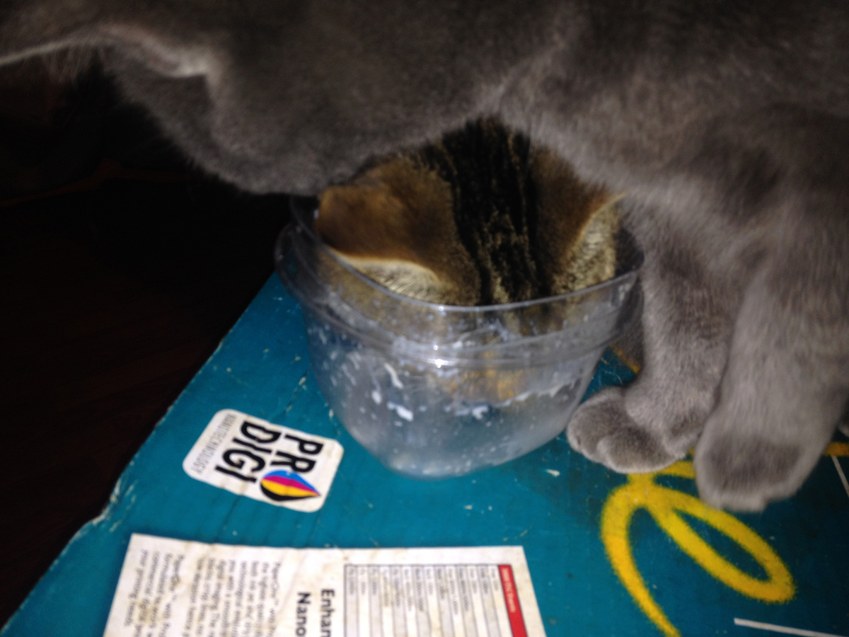 Cats not sharing milk