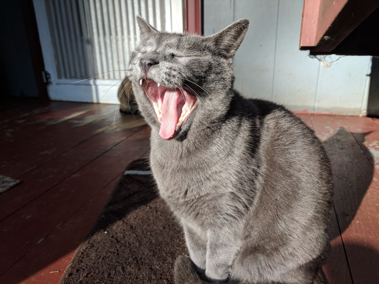Jane, a solid gray cat, sitting and yawning on a porch.