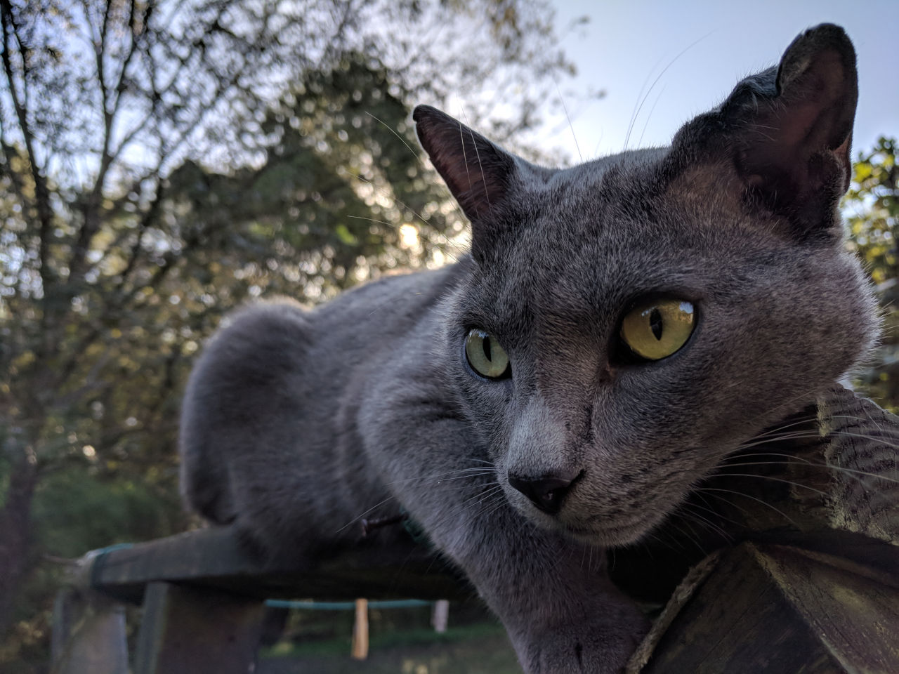 Panther, a solid gray cat, lying atop a clothesline post