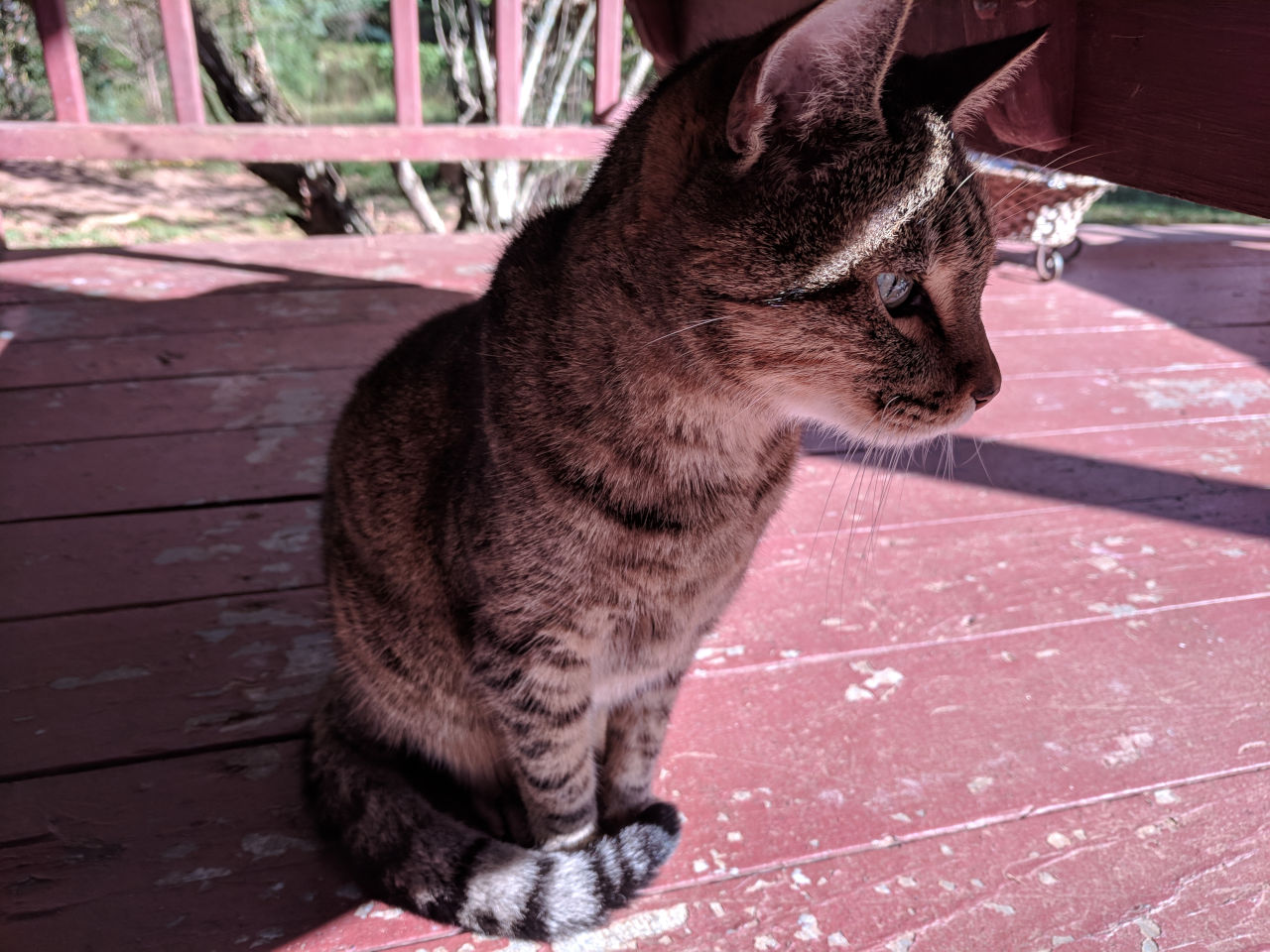 Smeagle, an old tabby cat, sitting in the shady part of a porch.