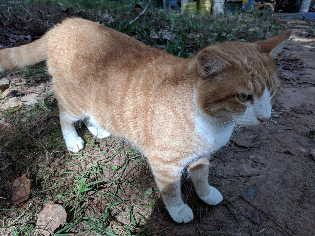Tigger, an orange and white cat, walking.