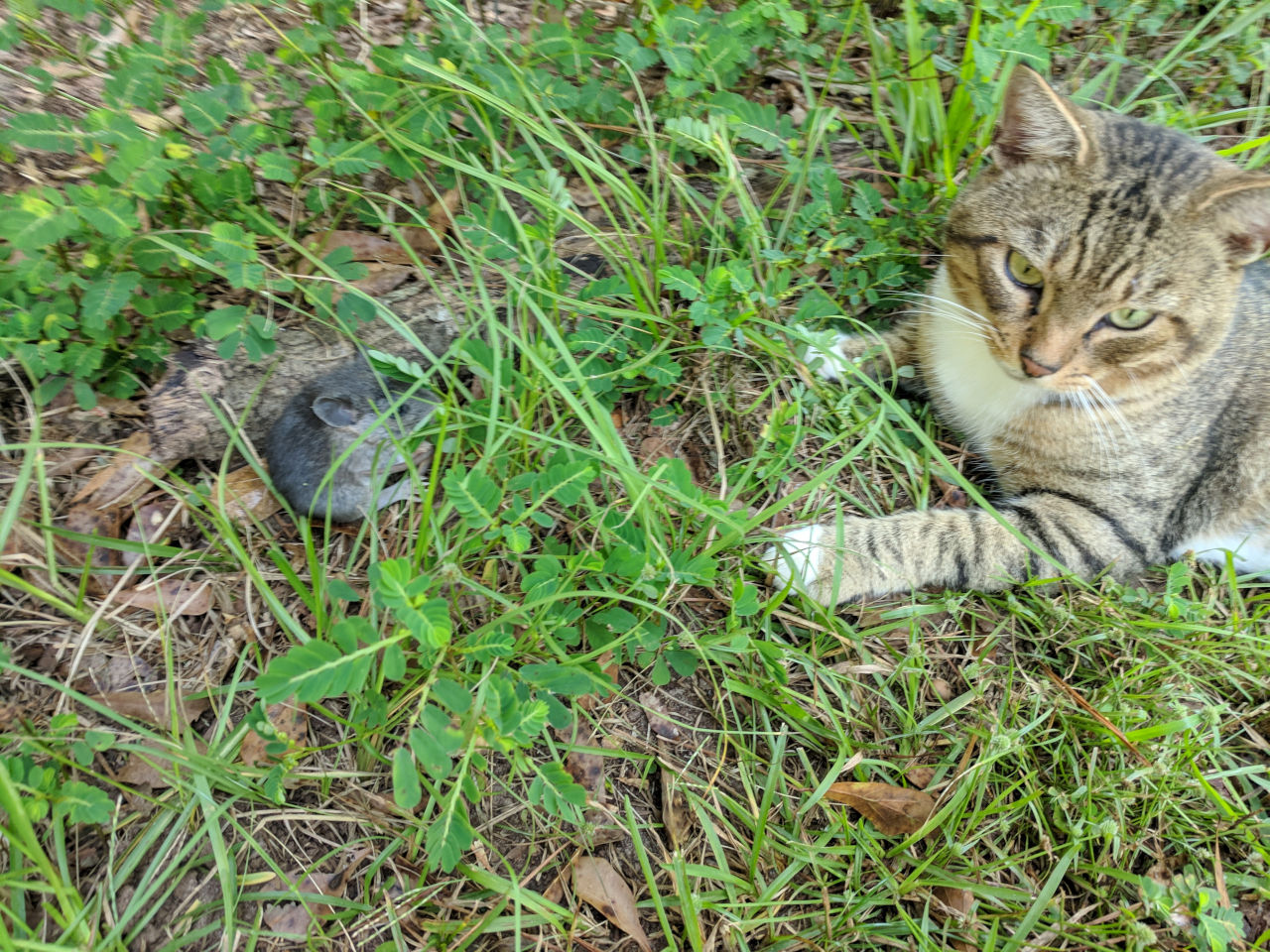 Tom, a tabby cat with a white underside, lying next to a mouse in the grass.