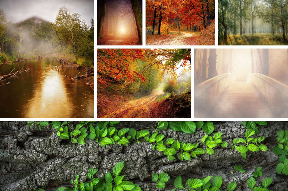 Screenshot of the Modula Gallery plugin’s front end output. The images show forest scenes.