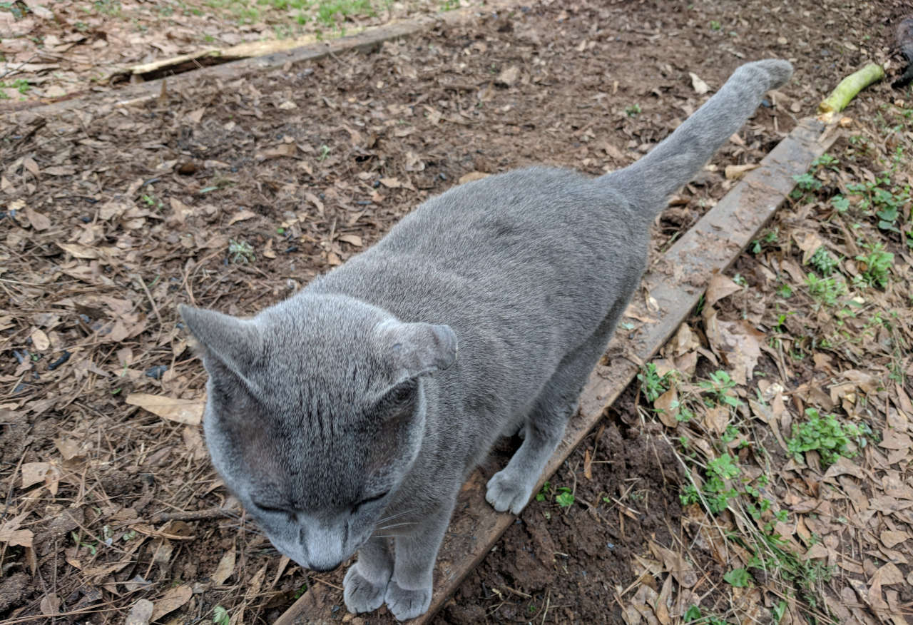 Panther, one of my cats, walking the border of the garden bed.