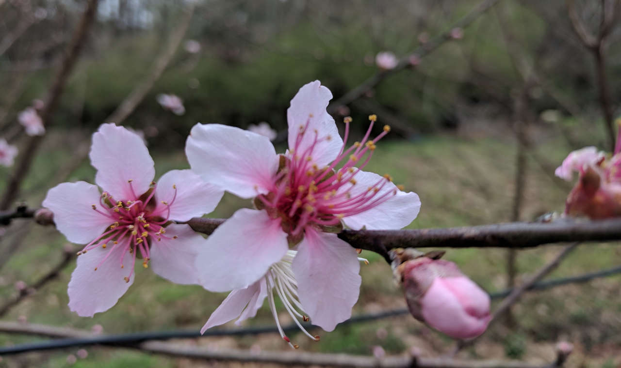 Pink flowers blooming on a peach tree.