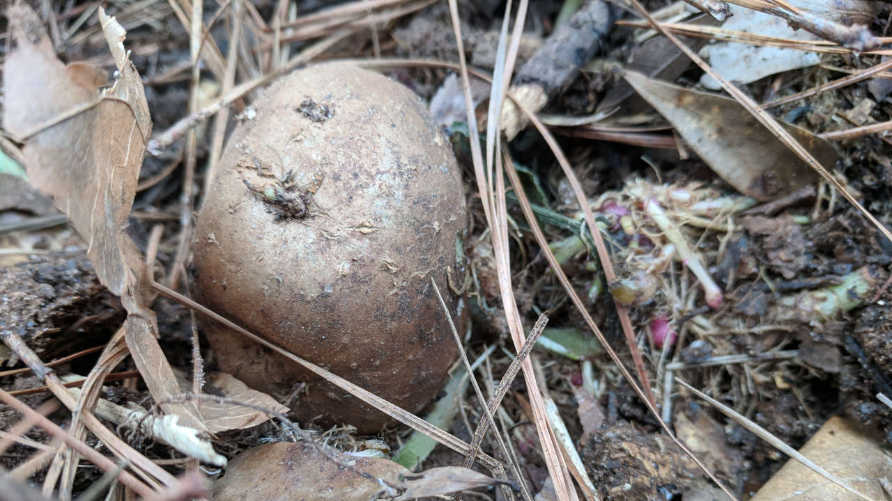 A potato that is rooting out partially buried in soil.