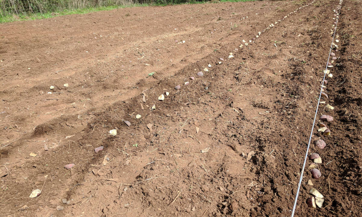 Rows of potatoes planted in a field.