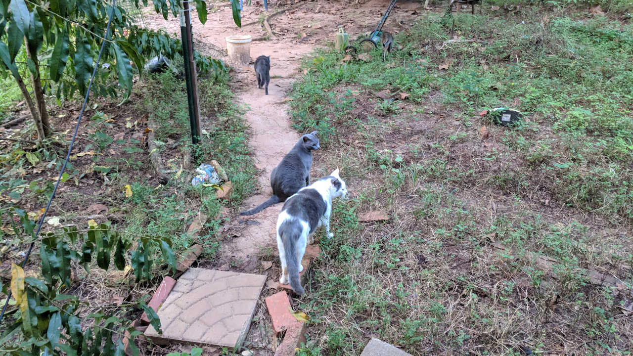 Cats walking down a dirt pathway.