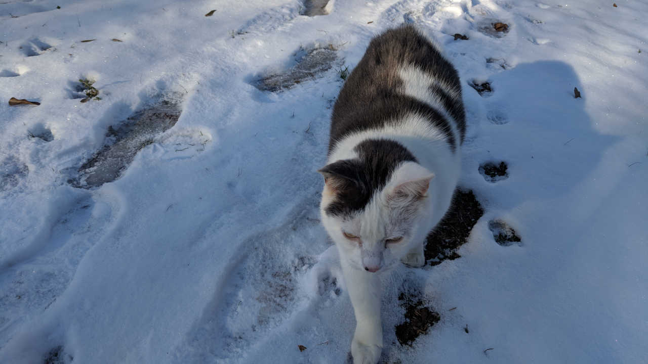 Oreo, the cat, walking in the snow.