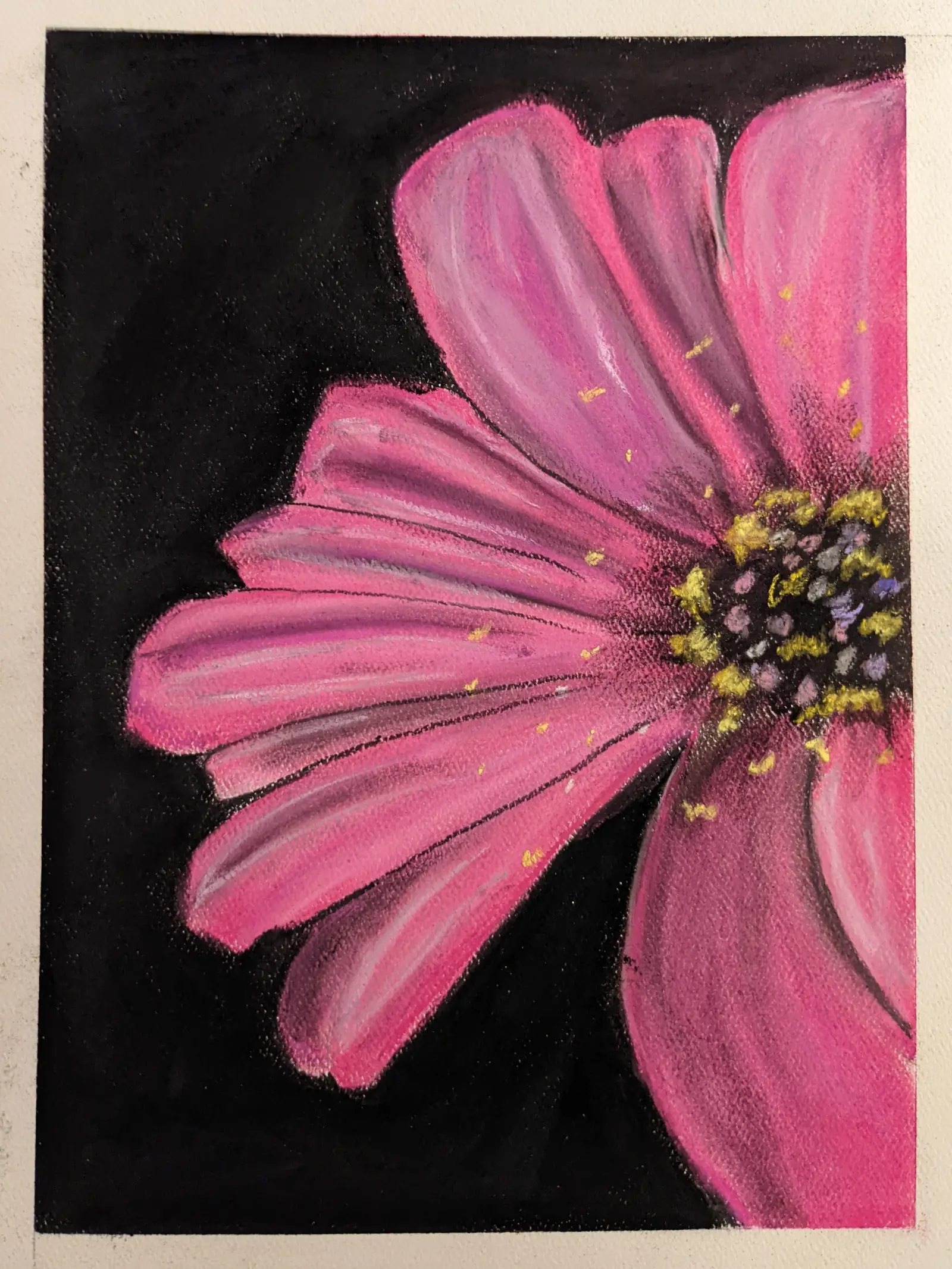Pink daisy against a black background. Soft pastel drawing on 9x12“ paper.