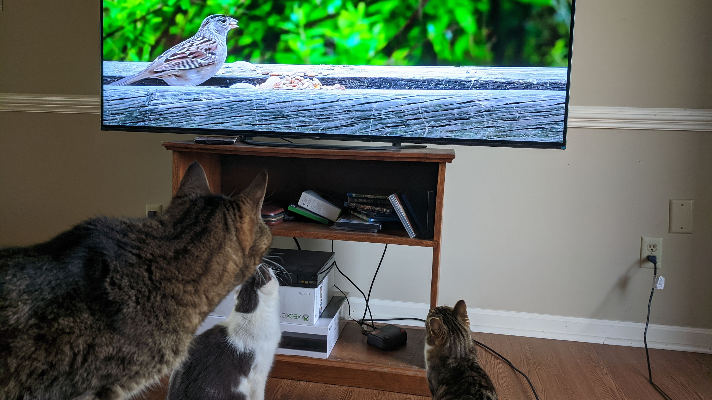Cats (Smeagle, Oreo, and Twinkle) watching a bird on TV.