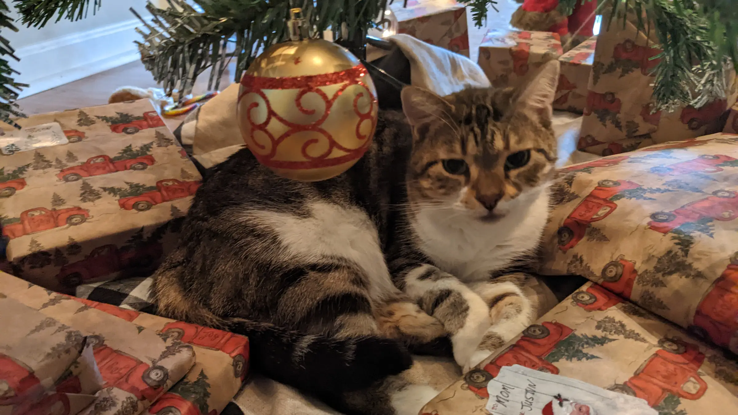 Bottom of Christmas tree with a cat lying on the tree skirt, surrounded by gifts.