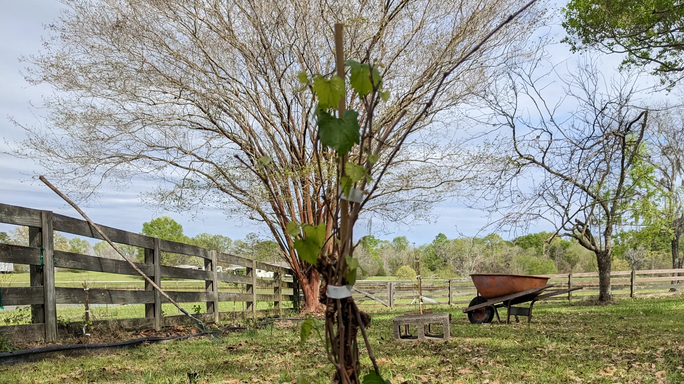 Muscadines planted alongside an old wooden fence.