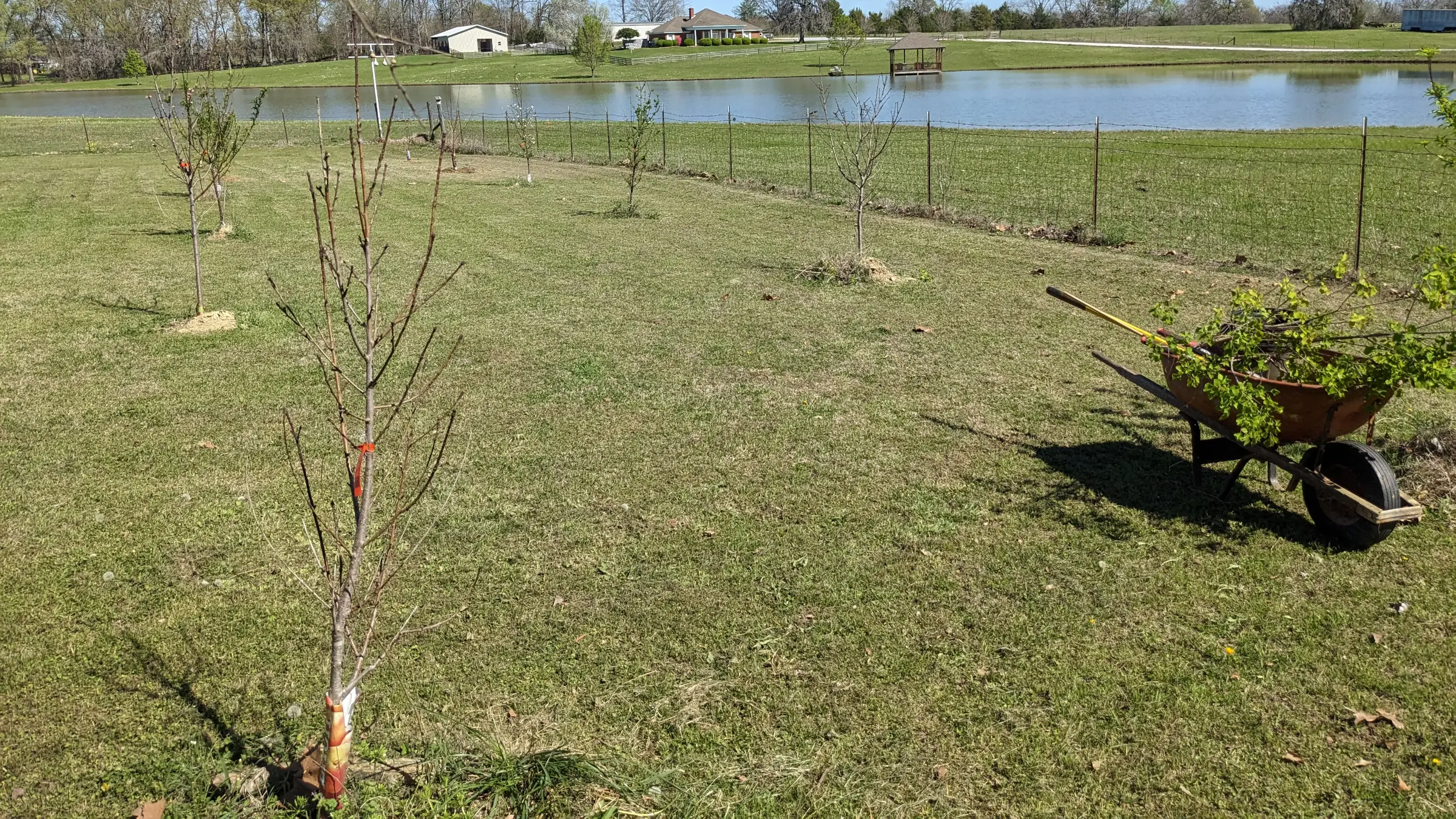 Young fruit tree orchard with a wire fence and pond in the background.