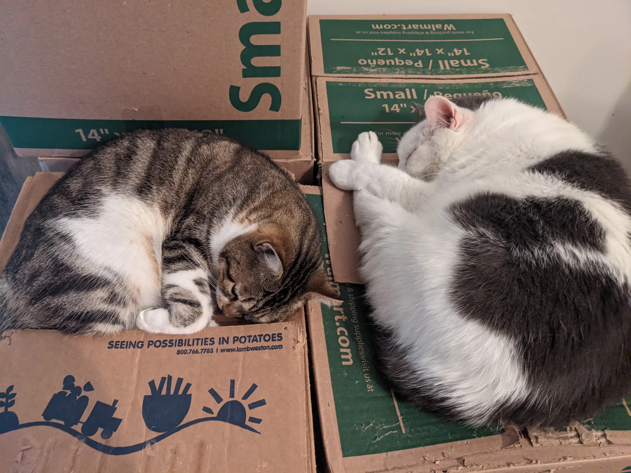 Two cats lying on top of some boxes.