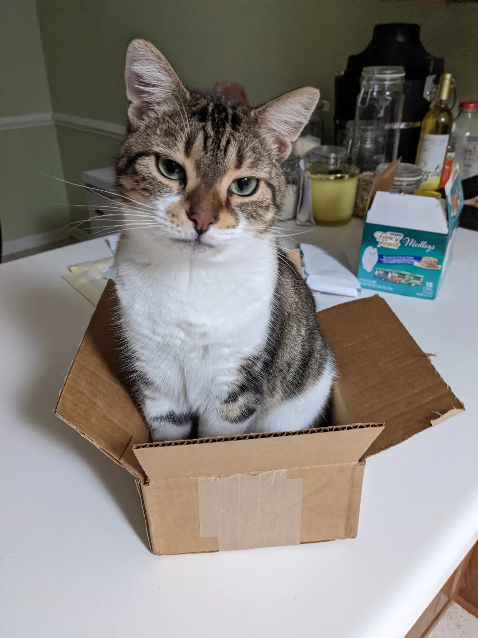 Cat sitting in a small box.
