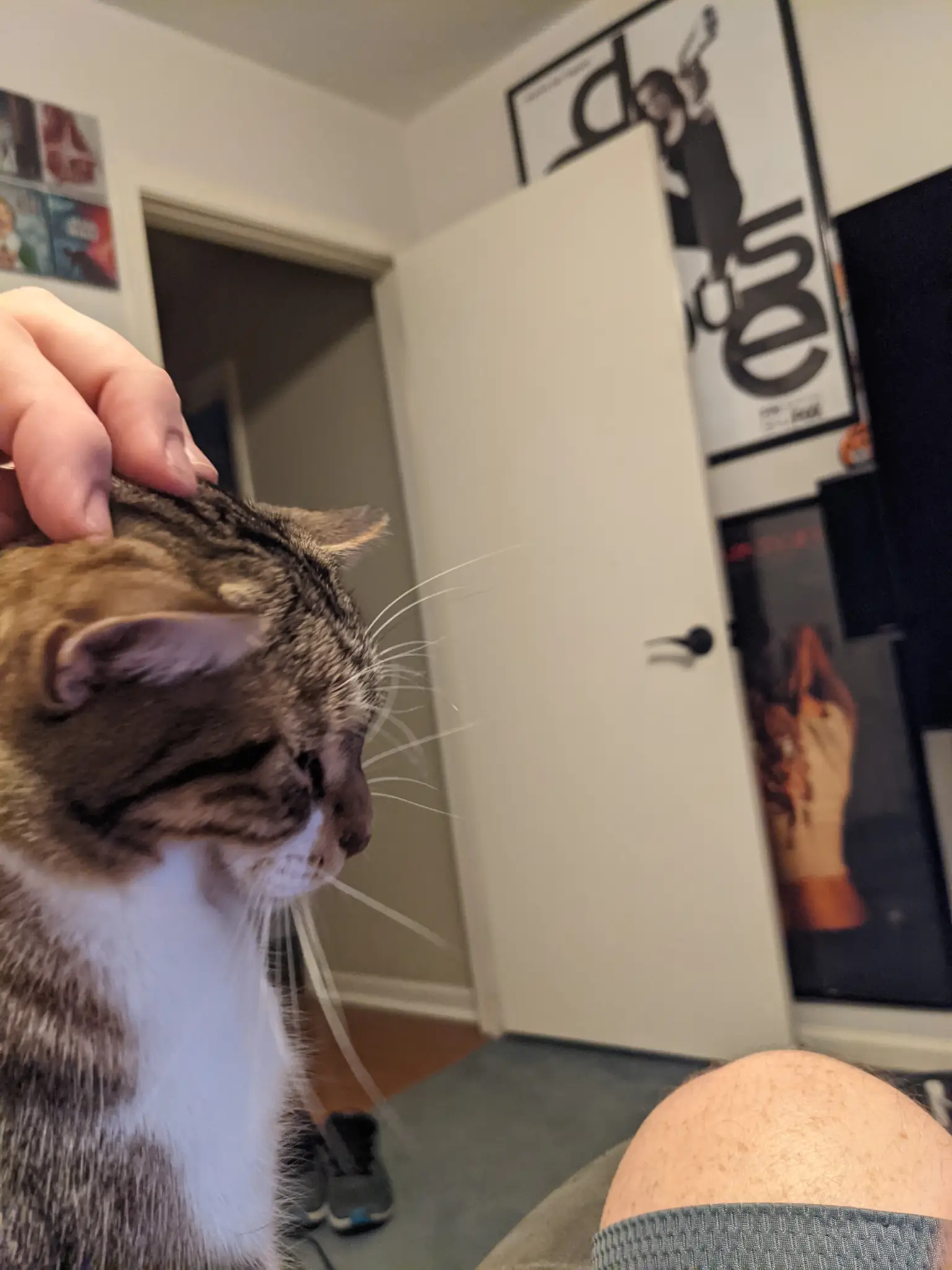 Cat getting her head scratched/rubbed.