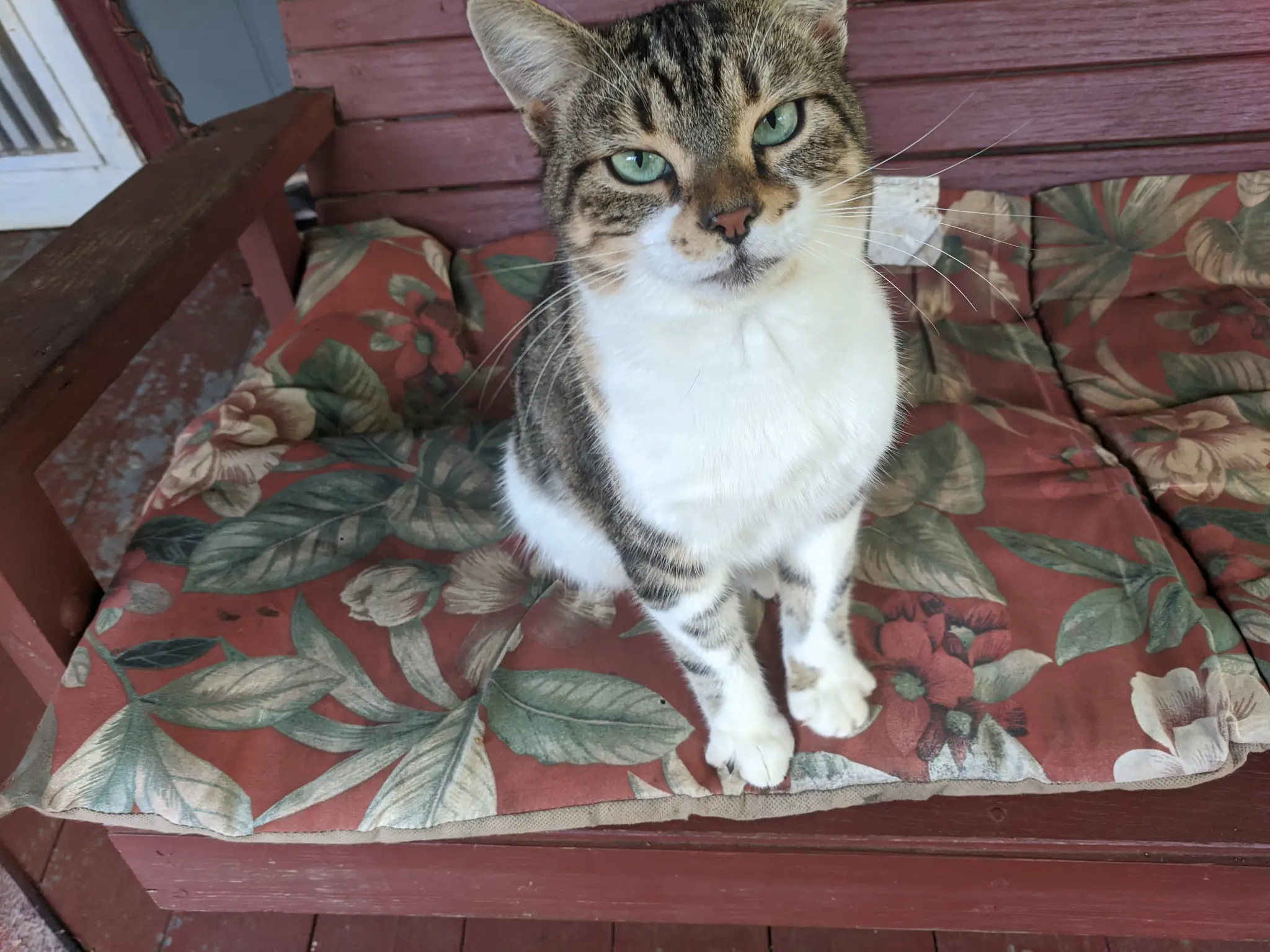 Cat sitting on porch swing.