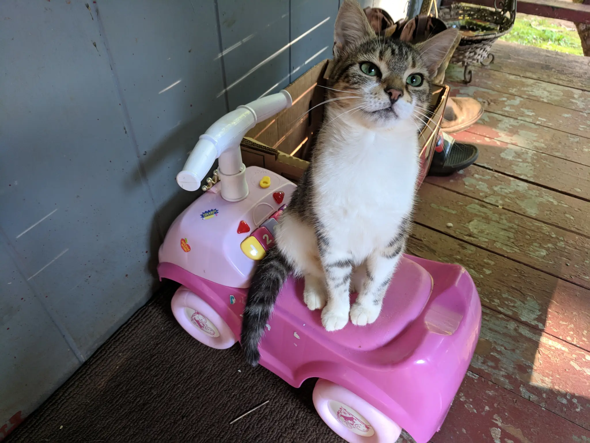 Cat sitting on a pink toy car.