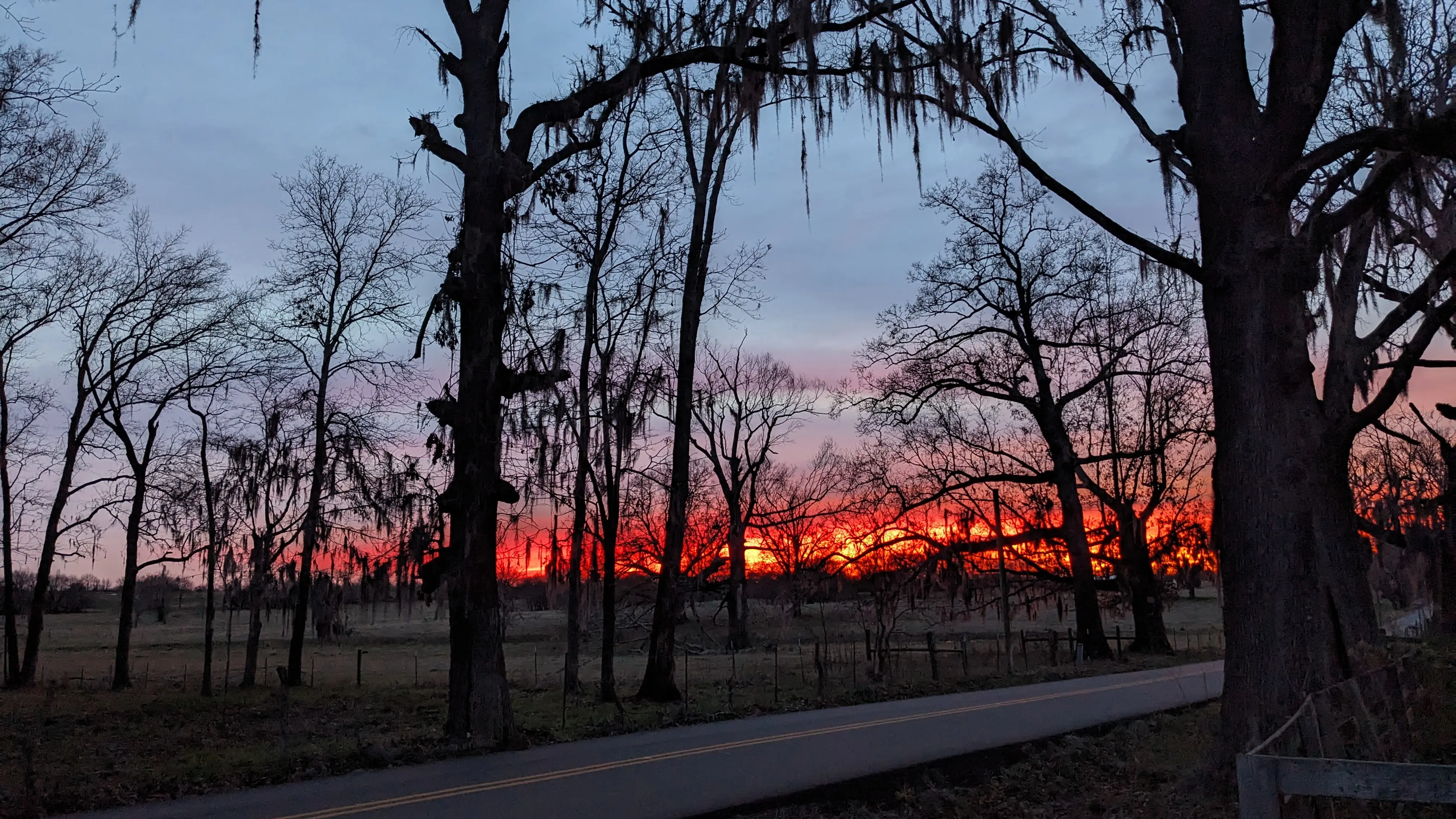 A fiery sunset looking through a field of trees.
