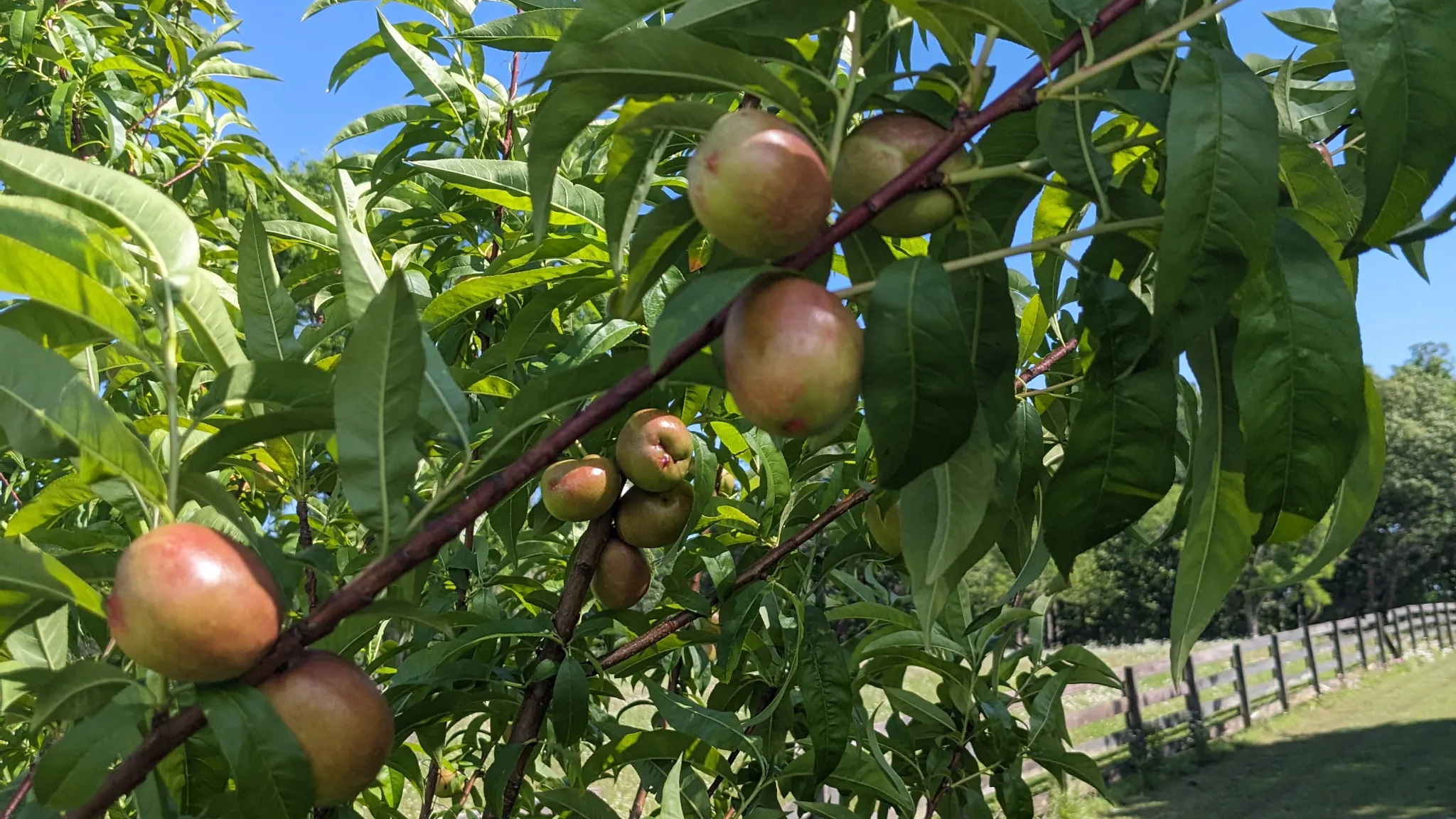 Peach tree with unripe peaches growing.