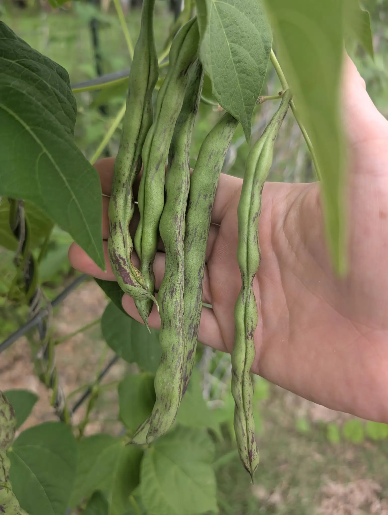 Rattlesnake beans hanging from a vine.