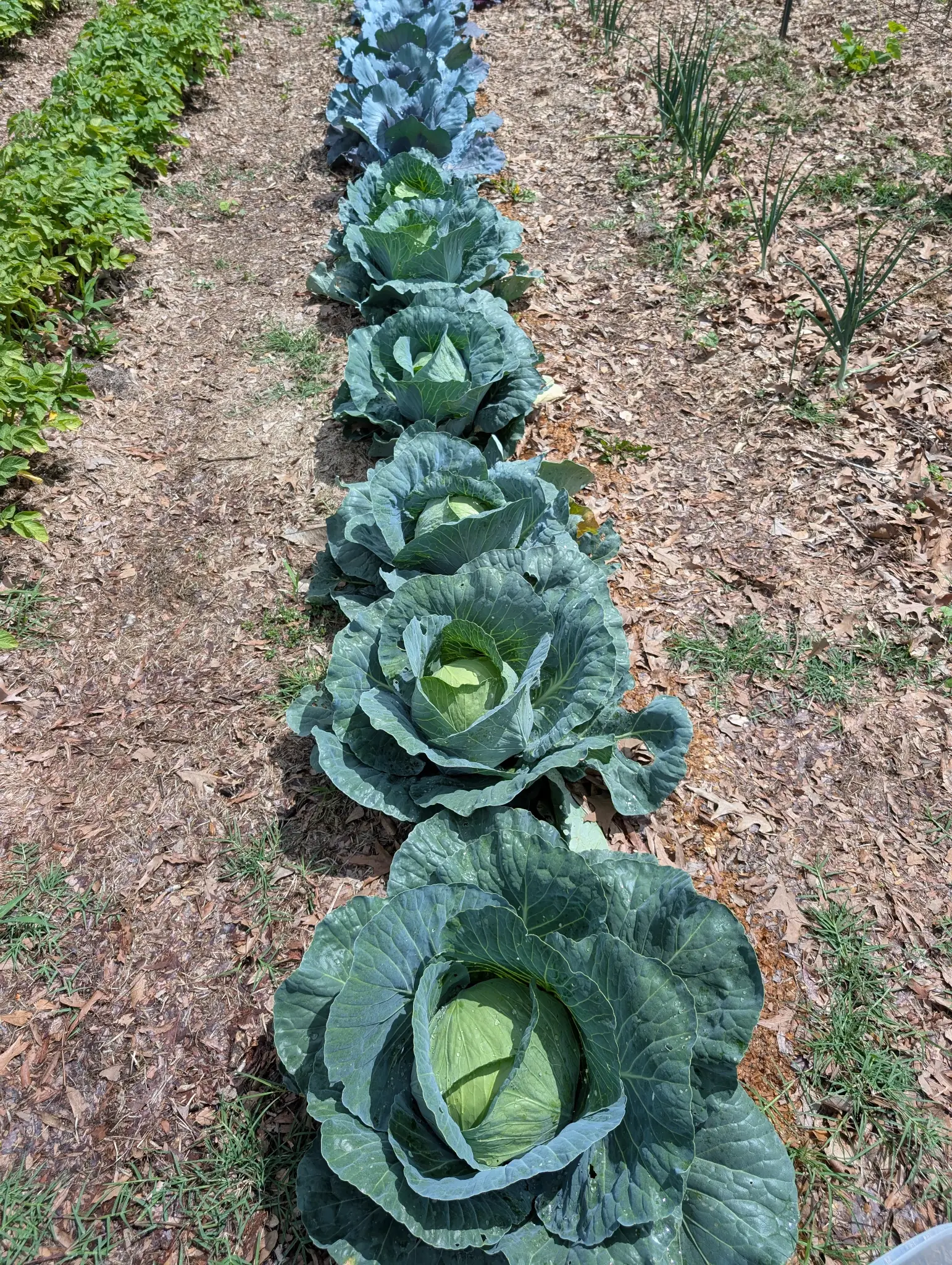 A row of cabbage in the garden.