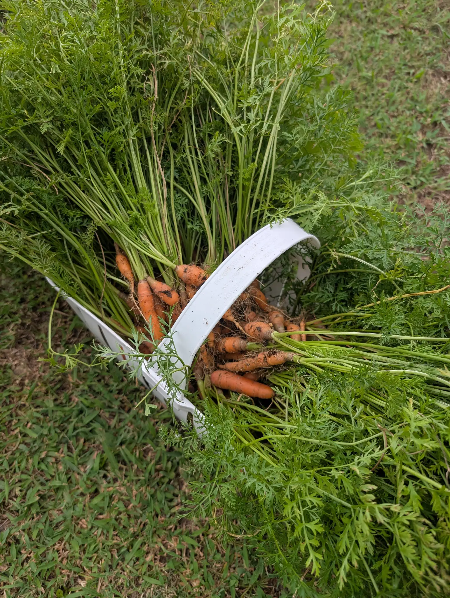 A basket of harvested orange carrots.