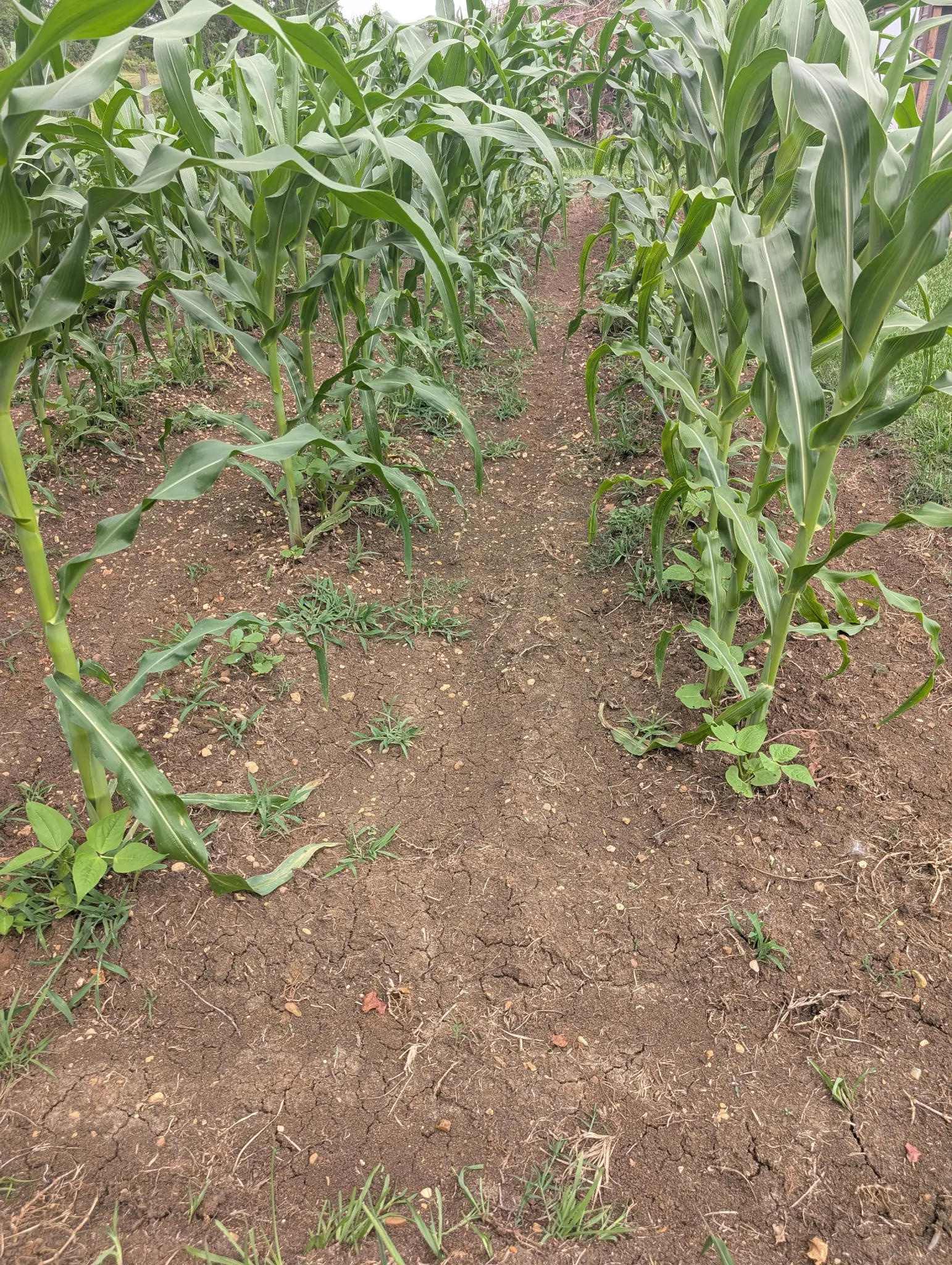 A field of corn in rows.