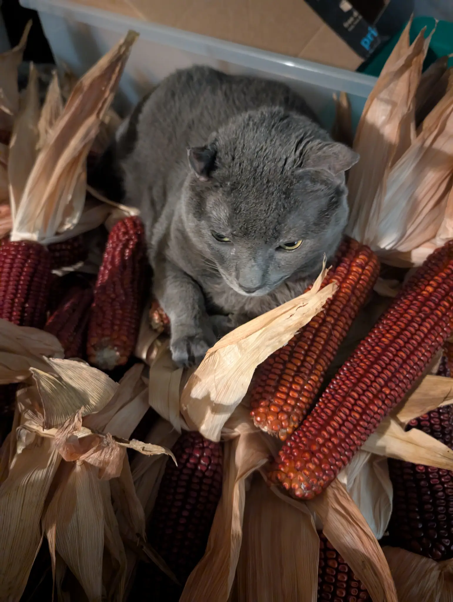 A gray cat lying among drying red corn.