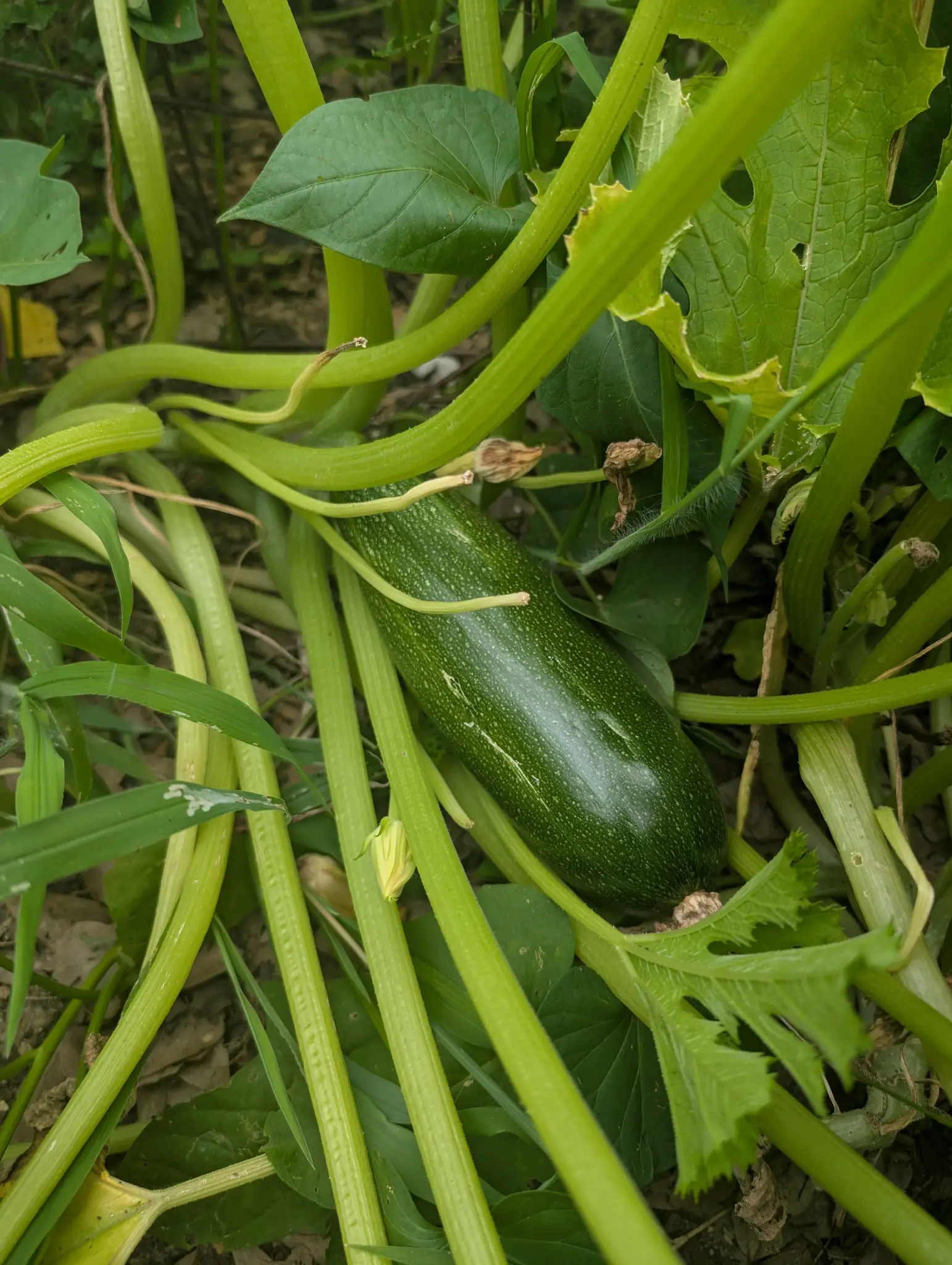A zucchini growing in a garden.