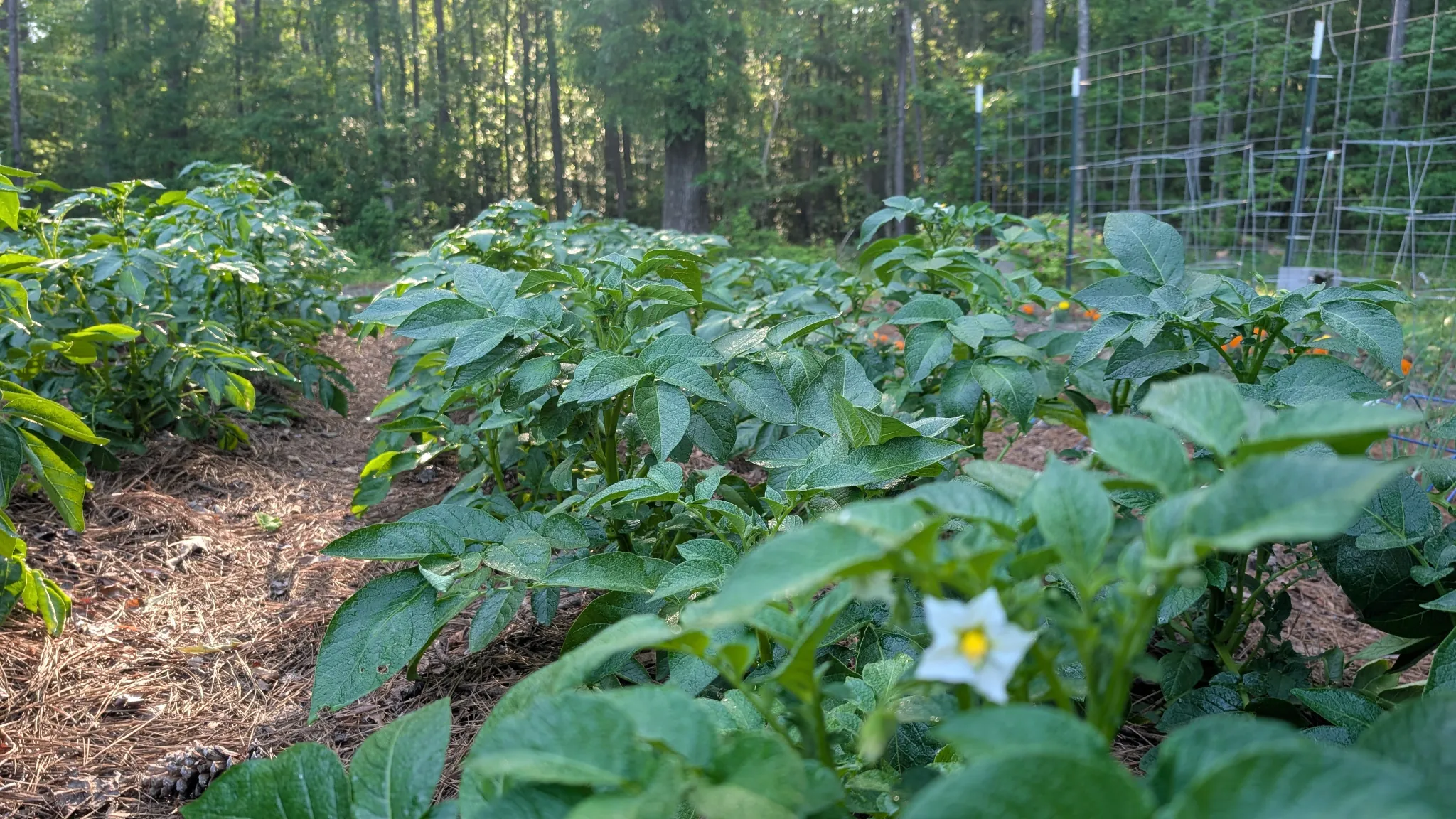 Potatoes growing in a garden.